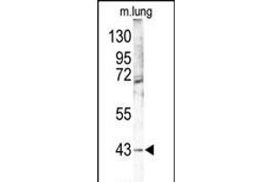 Western blot analysis of p38 gam (PK12) Antibody (Center) (ABIN391329 and ABIN2841359) in mouse lung tissue lysates (35 μg/lane). (MAPK12 Antikörper  (AA 339-367))