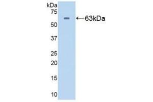 Western blot analysis of recombinant Human HSPD1. (HSPD1 Antikörper  (AA 1-573))