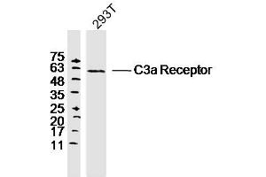 293T lysates probed with C3a Receptor Polyclonal Antibody, Unconjugated  at 1:300 dilution and 4˚C overnight incubation. (C3AR1 Antikörper  (AA 401-482))