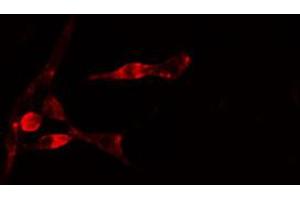 ABIN6274780 staining 293 cells by IF/ICC. (RPL35 Antikörper  (C-Term))