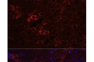Immunofluorescence analysis of Mouse brain using ELAVL3 Polyclonal Antibody at dilution of 1:100 (40x lens).