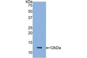 Detection of Recombinant PRG4, Human using Polyclonal Antibody to Proteoglycan 4 (PRG4)