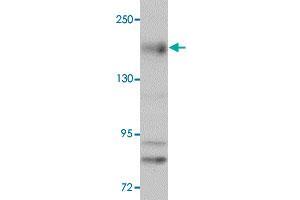Western blot analysis of NLRC5 in EL4 cell lysate with NLRC5 polyclonal antibody  at 1 ug/mL. (NLRC5 Antikörper  (N-Term))