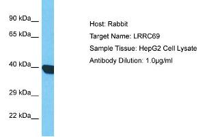 Host: Rabbit Target Name: LRRC69 Sample Type: HepG2 Whole Cell lysates Antibody Dilution: 1. (LRRC69 Antikörper  (C-Term))