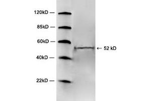 Western blot analysis of mouse brain tissue lysate using 1 µg/mL Rabbit Anti-5HT2A Receptor Polyclonal Antibody (ABIN398705) The signal was developed with IRDyeTM 800 Conjugated Goat Anti-Rabbit IgG. (HTR2A Antikörper  (3rd Cytoplasmic Loop))