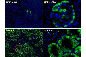 Immunofluorescent analysis of Human pancreas tissues and Human kidney tissues, using TTR Antibody (C-term) (ABIN652227 and ABIN2840949). (TTR Antikörper  (C-Term))