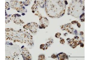 Image no. 1 for anti-THUMP Domain Containing 1 (THUMPD1) (AA 1-212) antibody (ABIN599266) (THUMPD1 Antikörper  (AA 1-212))