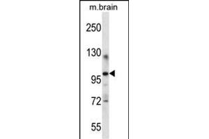 ITCH Antibody (Center) (ABIN657549 and ABIN2846563) western blot analysis in mouse brain tissue lysates (35 μg/lane).