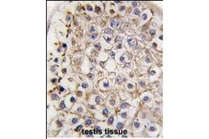 Formalin-fixed and paraffin-embedded human testis tissue reacted with Autophagy LC3 antibody (G8b) (C-term) 1802b , which was peroxidase-conjugated to the secondary antibody, followed by DAB staining. (MAP1LC3A Antikörper  (C-Term))