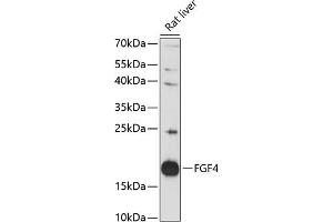 Western blot analysis of extracts of rat liver, using FGF4 antibody (ABIN7267187) at 1:3000 dilution.