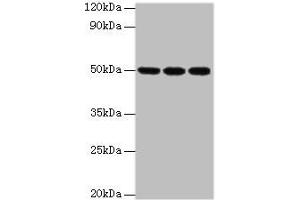 Western blot All lanes: HAT1 antibody at 3 μg/mL Lane 1: MCF-7 whole cell lysate Lane 2: 293T whole cell lysate Lane 3: HepG2 whole cell lysate Secondary Goat polyclonal to rabbit at 1/10000 dilution Predicted band size: 50, 40 kDa Observed band size: 50 kDa (HAT1 Antikörper  (Catalytic Subunit))