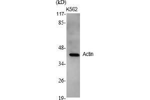 Western Blot analysis of various cells using Actin Polyclonal Antibody diluted at 1:2000. (Actin Antikörper  (AA 300-380))