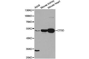 Western Blotting (WB) image for anti-Cathepsin D (CTSD) antibody (ABIN1872099) (Cathepsin D Antikörper)