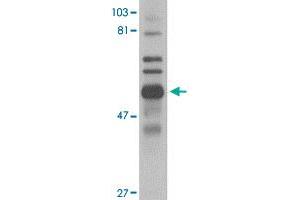 Western blot analysis of Trim30 in mouse spleen tissue lysate with Trim30 polyclonal antibody  at 1 ug/mL . (TRIM30 Antikörper  (C-Term))