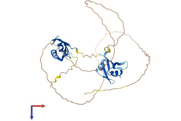 MSI1 Protein (AA 1-362) (His tag)
