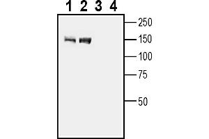 anti-G Protein-Coupled Receptor 158 (GPR158) (AA 960-974), (Intracellular) antibody