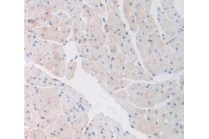 IHC-P analysis of Mouse Tissue, with DAB staining. (COL6A1 Antikörper  (AA 816-1002))