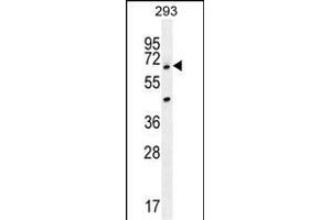 ANKRD34B Antibody (C-term) (ABIN655456 and ABIN2844983) western blot analysis in 293 cell line lysates (35 μg/lane). (ANKRD34B Antikörper  (C-Term))