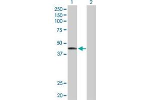 Western Blot analysis of LRG1 expression in transfected 293T cell line by LRG1 MaxPab polyclonal antibody. (LRG1 Antikörper  (AA 1-347))