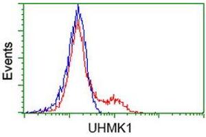 Flow Cytometry (FACS) image for anti-U2AF Homology Motif (UHM) Kinase 1 (UHMK1) antibody (ABIN1501671)
