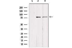 Western blot analysis of extracts from various samples, using KIFC1 Antibody. (KIFC1 Antikörper  (Internal Region))