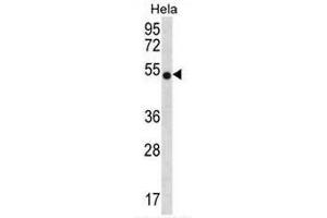 CHI3L2 Antibody (N-term) western blot analysis in Hela cell line lysates (35µg/lane). (CHI3L2 Antikörper  (N-Term))