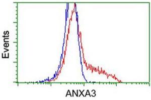 HEK293T cells transfected with either RC201540 overexpress plasmid (Red) or empty vector control plasmid (Blue) were immunostained by anti-ANXA3 antibody (ABIN2454001), and then analyzed by flow cytometry. (Annexin A3 Antikörper)