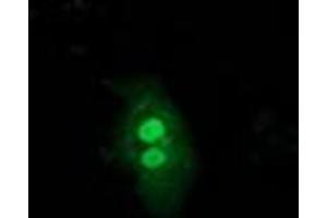 Image no. 3 for anti-Ubiquitin-Like 4A (UBL4A) antibody (ABIN1501648) (UBL4A Antikörper)