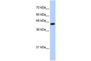 Western Blotting (WB) image for anti-E2F Transcription Factor 1 (E2F1) antibody (ABIN2460125) (E2F1 Antikörper)