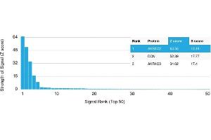 Analysis of Protein Array containing more than 19,000 full-length human proteins using Aldo-keto Reductase Family 1 Member C2 / DD2 Mouse Monoclonal Antibody (CPTC- AKR1C2-1). (AKR1C2 Antikörper)