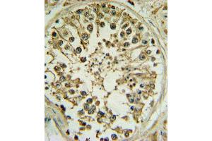WNT1 Antibody IHC analysis in formalin fixed and paraffin embedded human testis followed by peroxidase conjugation of the secondary antibody and DAB staining. (WNT1 Antikörper  (C-Term))