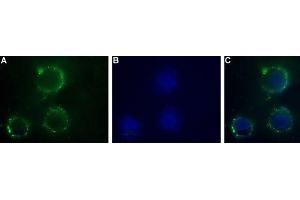 Expression of P2X1 Receptor in human SH-SYS5 cells - Cell surface detection of P2X1 Receptor in intact living human SH-SYS5 cells.