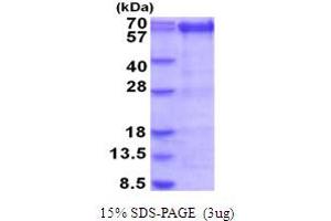 SDS-PAGE (SDS) image for Protein Arginine Methyltransferase 3 (PRMT3) (AA 1-531) protein (His tag) (ABIN5854069)