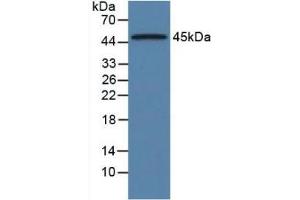 Western blot analysis of Rat Pancreas Tissue. (ORM1 Antikörper  (AA 19-186))