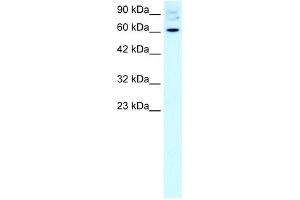WB Suggested Anti-FOXJ2 Antibody Titration:  2. (Forkhead Box J2 Antikörper  (Middle Region))