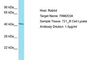 Host: Rabbit Target Name: FAM203A Sample Type: 721_B Whole Cell lysates Antibody Dilution: 1. (FAM203B Antikörper  (C-Term))