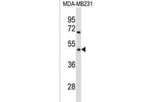 OR1Q1 Antibody (C-term) (ABIN1536936 and ABIN2838211) western blot analysis in MDA-M cell line lysates (35 μg/lane). (OR1Q1 Antikörper  (C-Term))