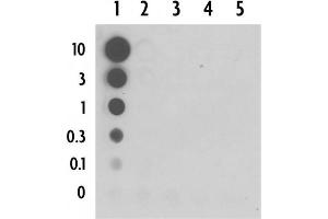 Dot blot of 5-Carboxylcytosine pAb. (5-Carboxylcytosine Antikörper)