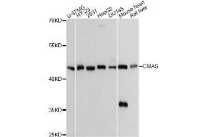 Western blot analysis of extracts of various cell lines, using CMAS Antibody (ABIN6291139) at 1:3000 dilution. (CMAS Antikörper)