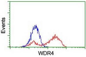 HEK293T cells transfected with either RC217569 overexpress plasmid (Red) or empty vector control plasmid (Blue) were immunostained by anti-WDR4 antibody (ABIN2455211), and then analyzed by flow cytometry. (WDR4 Antikörper)