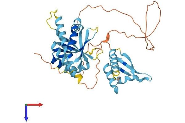 PCBP1 Protein (AA 1-356) (His tag)
