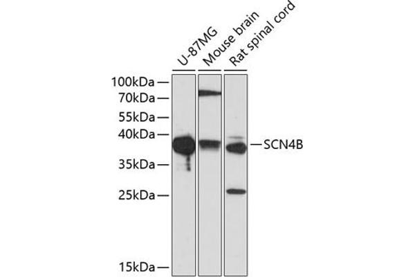 SCN4B Antikörper