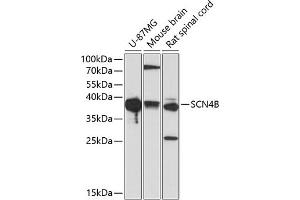 SCN4B Antikörper