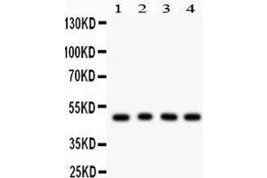 Anti- CTBP1 Picoband antibody, Western blotting All lanes: Anti CTBP1  at 0. (CTBP1 Antikörper  (C-Term))