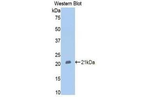 Western Blotting (WB) image for anti-Membrane Metallo-Endopeptidase (MME) (AA 382-538) antibody (ABIN1175016) (MME Antikörper  (AA 382-538))