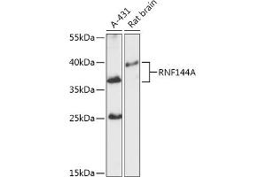 Western blot analysis of extracts of various cell lines, using RNF144A antibody (ABIN7270061) at 1:1000 dilution. (RNF144A Antikörper  (AA 52-179))