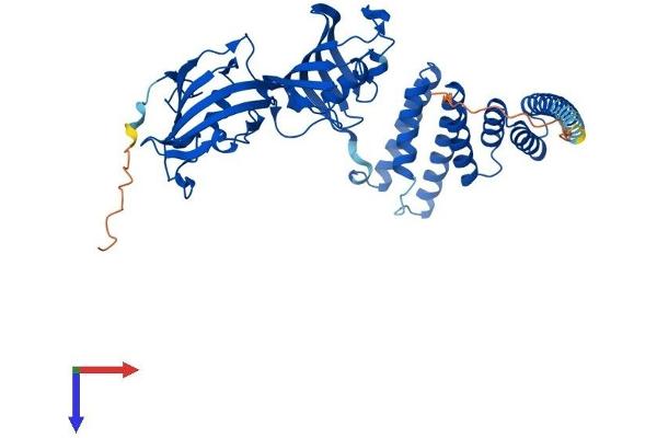 FKBP4 Protein (AA 1-459) (His tag)