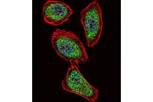 Fluorescent confocal image of  cell stained with IPF Antibody (C-term) (ABIN392141 and ABIN2841873). (PDX1 Antikörper  (C-Term))