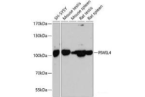 Western blot analysis of extracts of various cell lines using PIWIL4 Polyclonal Antibody at dilution of 1:3000. (PIWIL4 Antikörper)