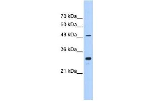 CYP2C9 antibody used at 0. (CYP2C9 Antikörper  (C-Term))